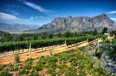 Stellenbosch Private Vineyard Tour