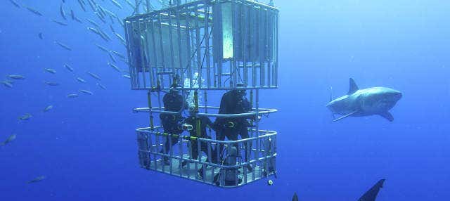 Baignade avec les requins à Gansbaai