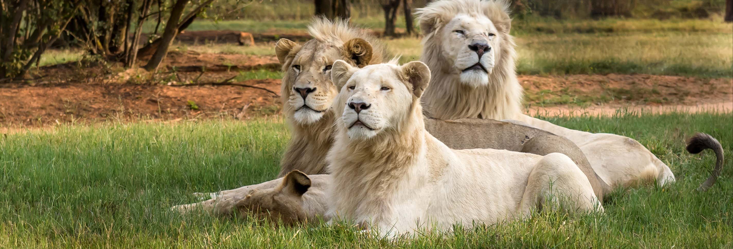Excursión al Lion Safari Park