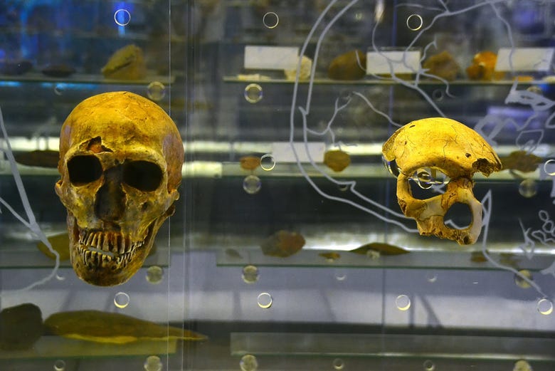 Esqueletos y cráneos en las exposiciones de Sterkfontein