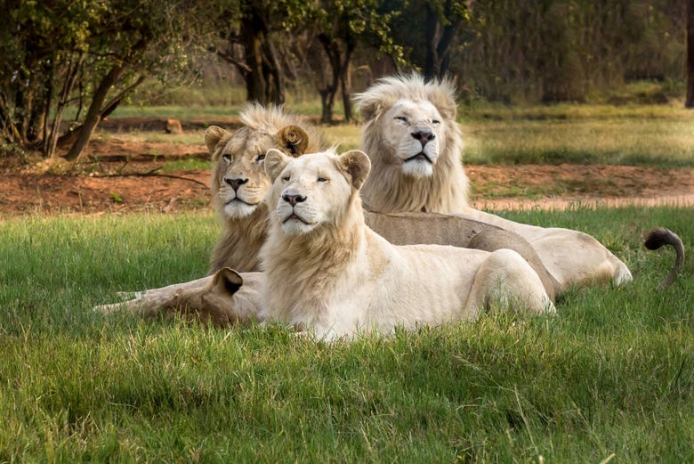 Leones blancos en el Lion & Safari Park