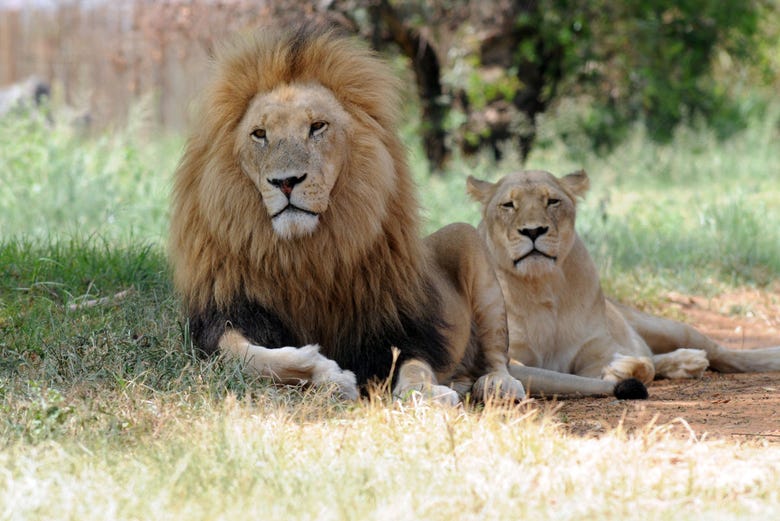 Leones adultos en el Lion Park