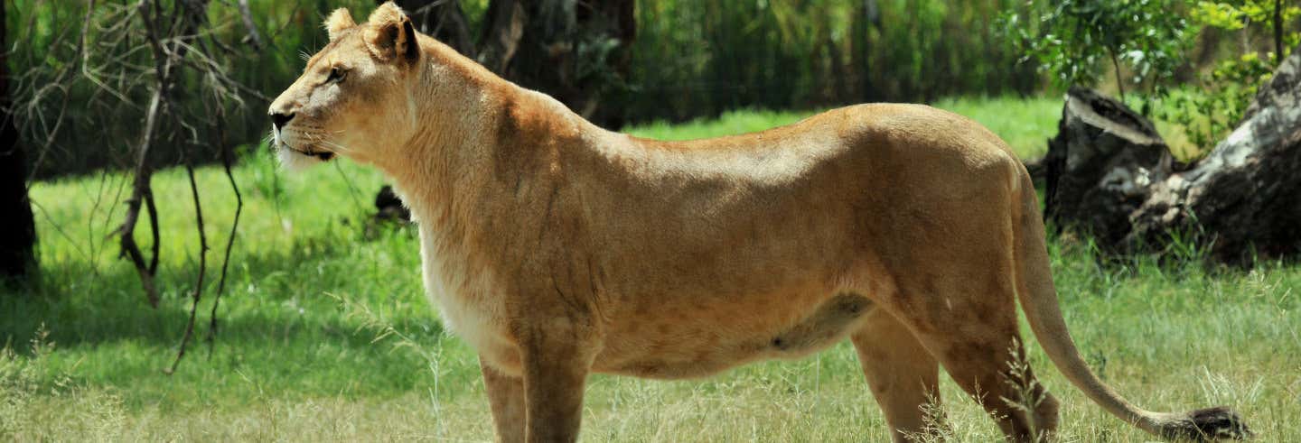 Paseo con leones en la reserva Ukutula