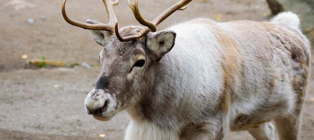 Safari dans les forêts de Stockholm