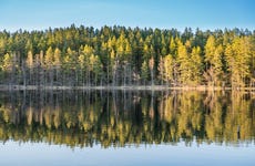 Senderismo por los bosques de Estocolmo