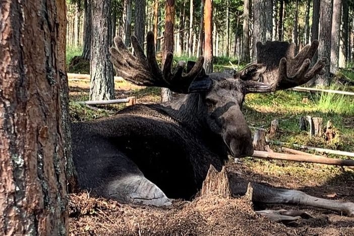 arctic moose