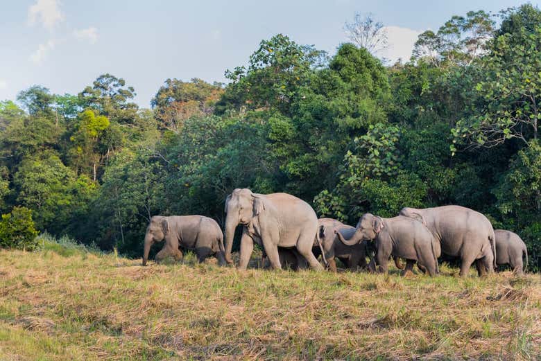 Excursión al Parque Nacional de Khao Yai desde Bangkok