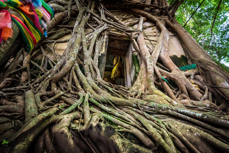 Temple of Roots