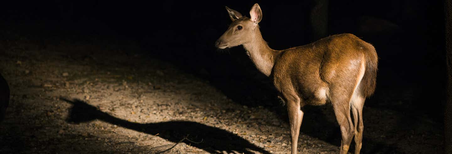 Chiang Mai Night Safari Ticket