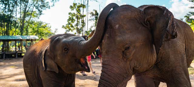 Elephant Sanctuary + Rafting Day Trip