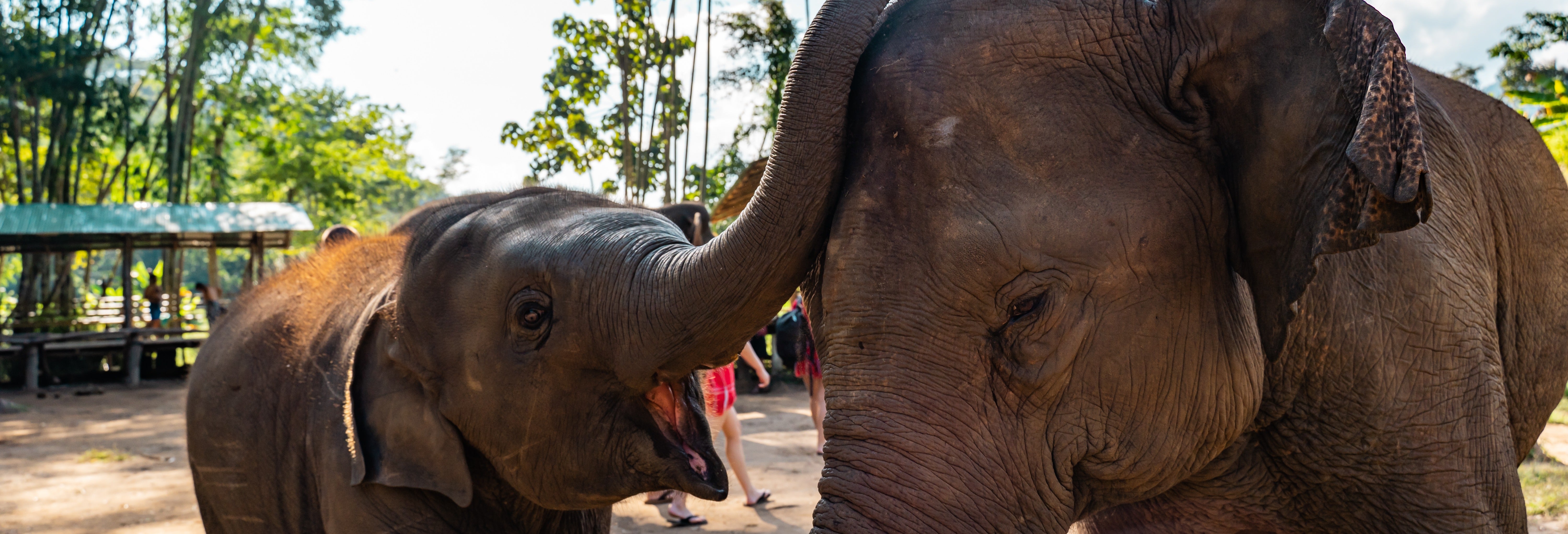 Excursão privada ao santuário de elefantes + Rafting