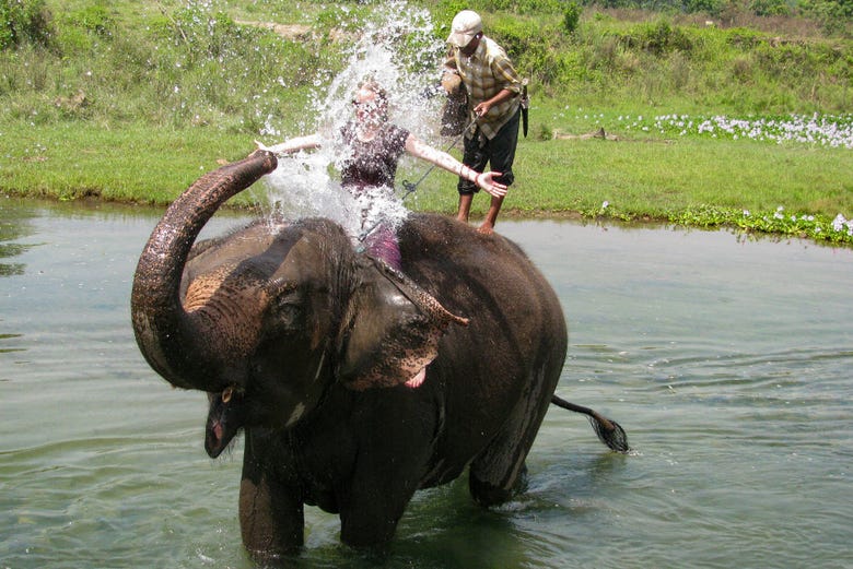 Acariciando a los elefantes del santuario
