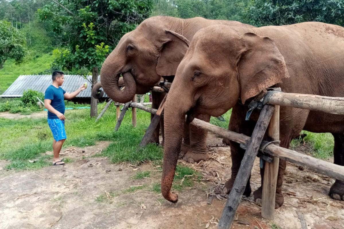 Tour de 2 días por Huay Khao Lip + Santuario de elefantes desde Chiang Mai
