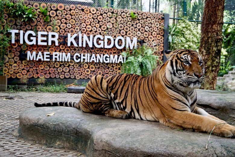 Day Trip To Tiger Kingdom In Chiang Mai Book At Civitatis Com