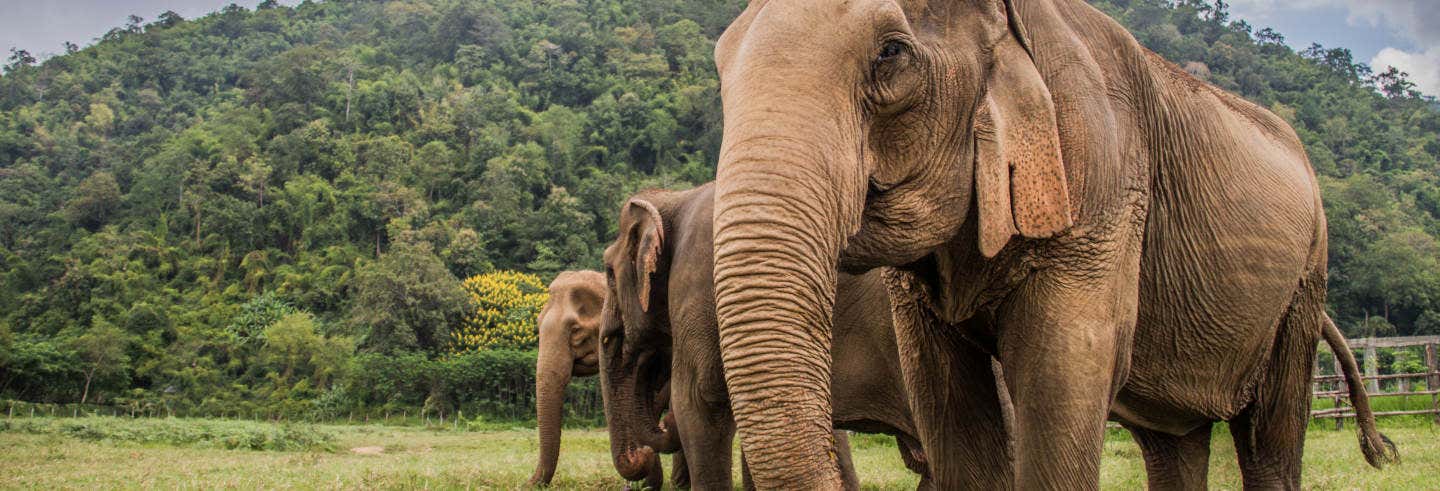 Excursion de 2 jours à Huay Khao Lip + Sanctuaire des éléphants
