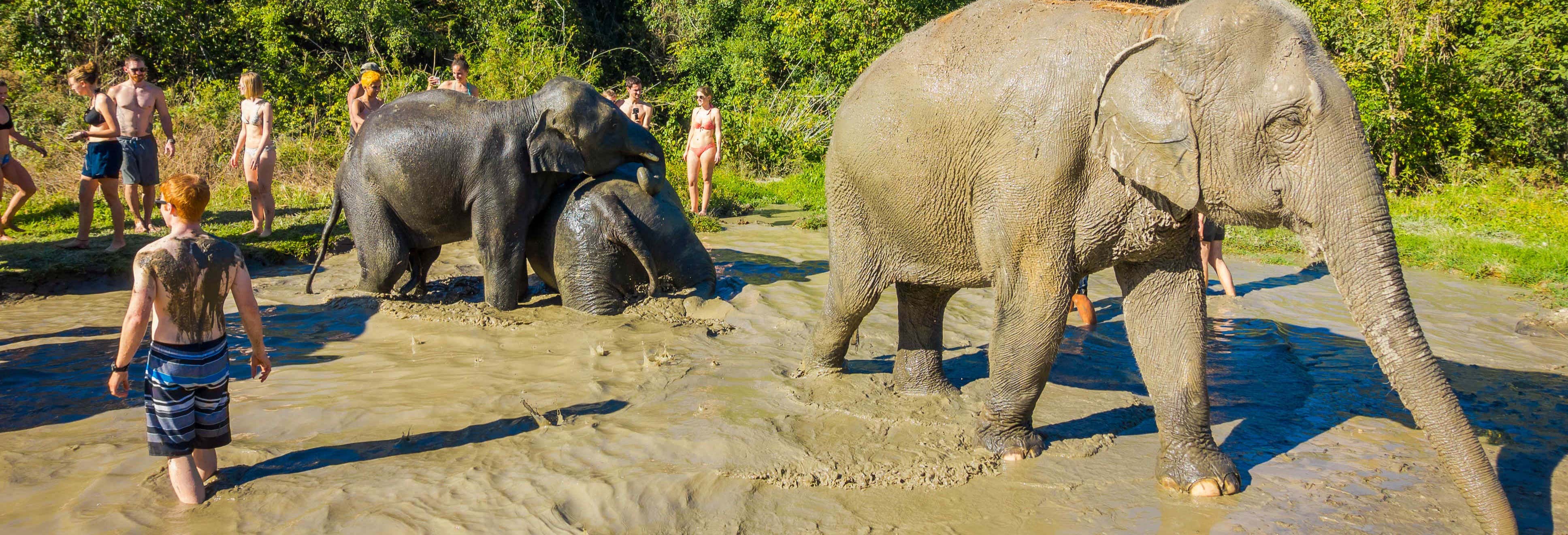 Excursión al santuario de elefantes de Chiang Rai