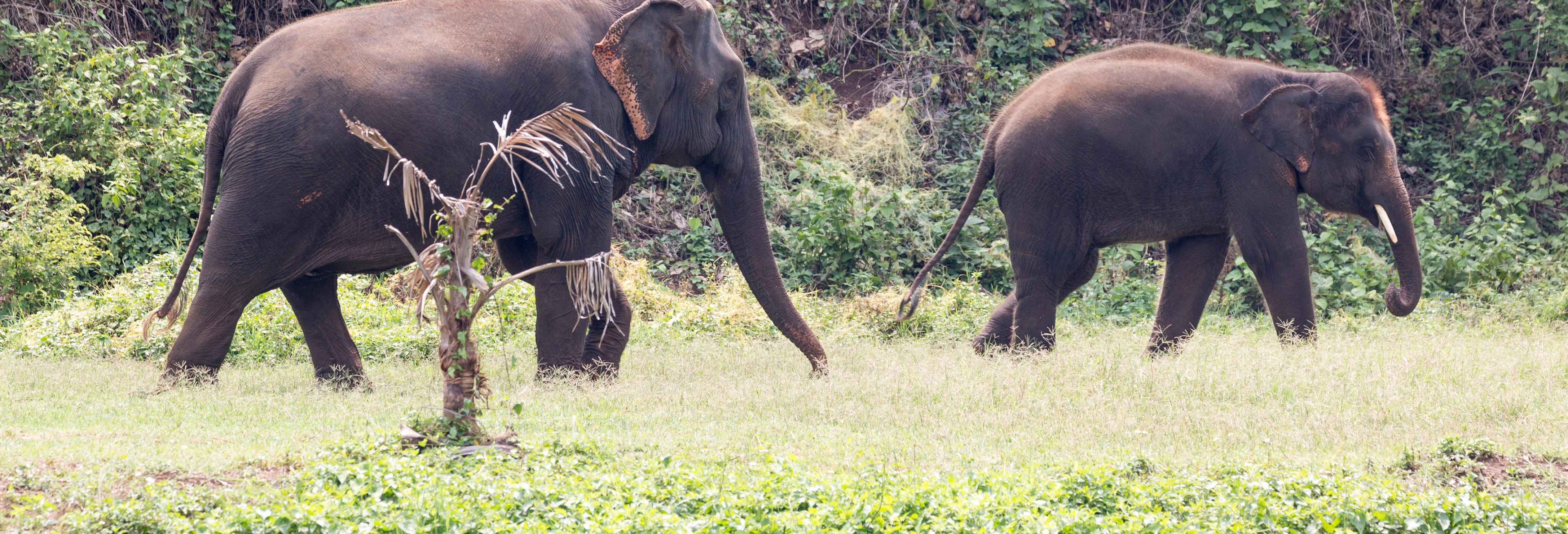 Excursión al santuario de elefantes de Khao Lak