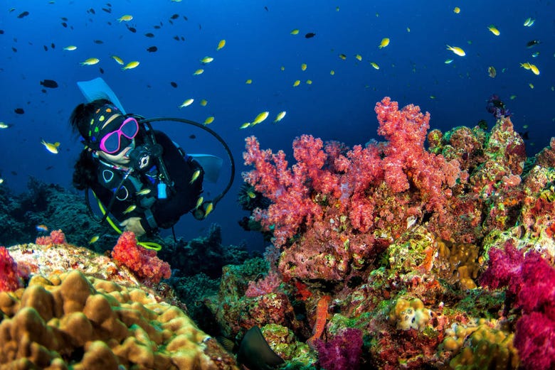Mergulho nos recifes de corais de Koh Rang