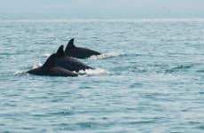 Observation de dauphins + snorkeling