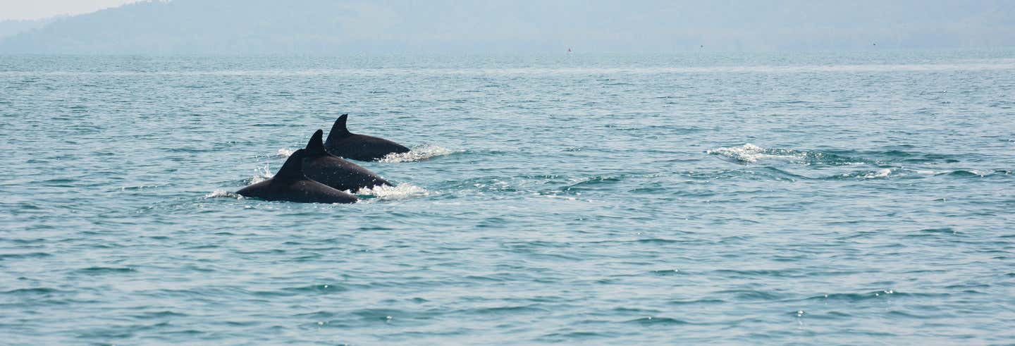 Avistamiento De Delfines Y Snorkel En Las Islas De Koh Samui