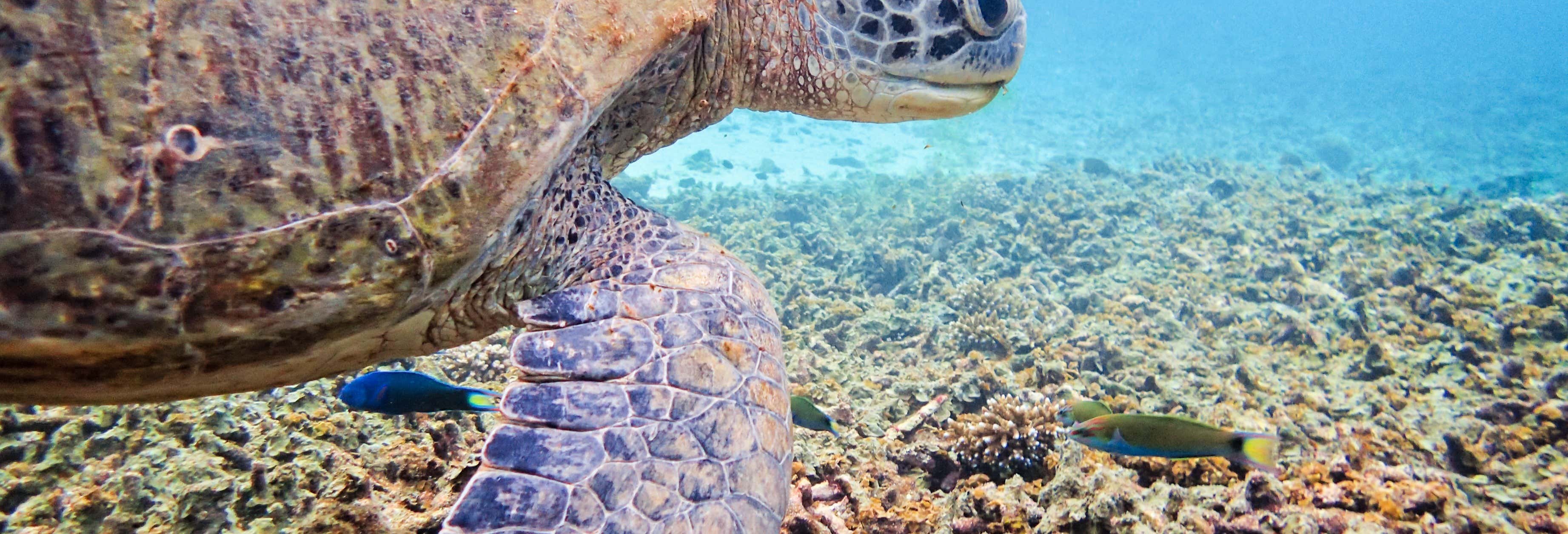 Buceo en Koh Tao desde Koh Samui