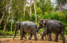 Excursión al santuario de elefantes de Samui