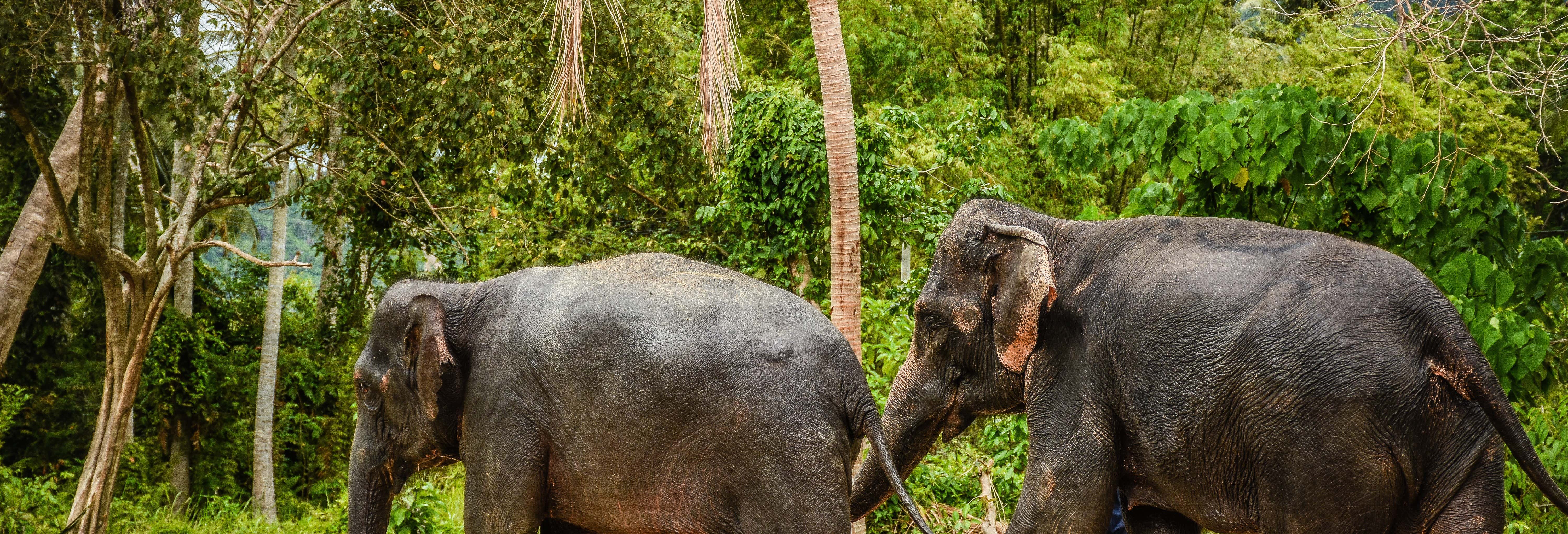 Excursión al santuario de elefantes de Samui desde Koh Samui