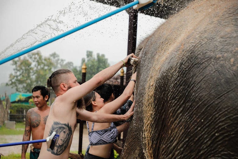 Bañando a los elefantes del santuario 