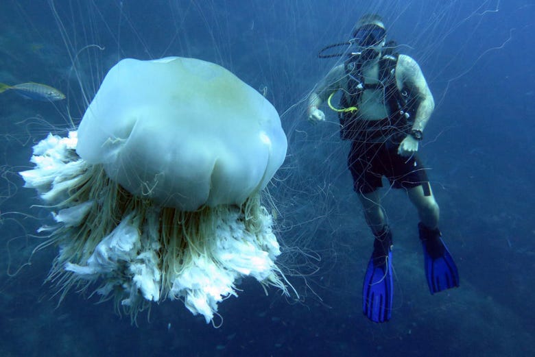 Buceando con una medusa gigante
