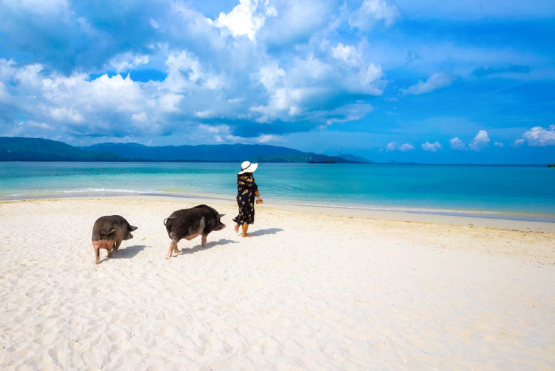 Promenez-vous sur la plage en compagnie des cochons