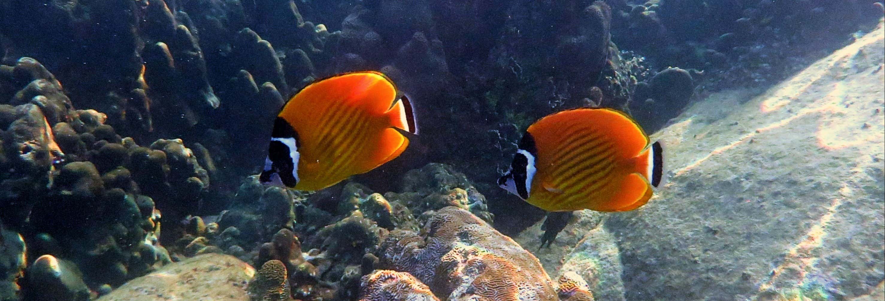 Snorkel en Koh Tao desde Koh Samui