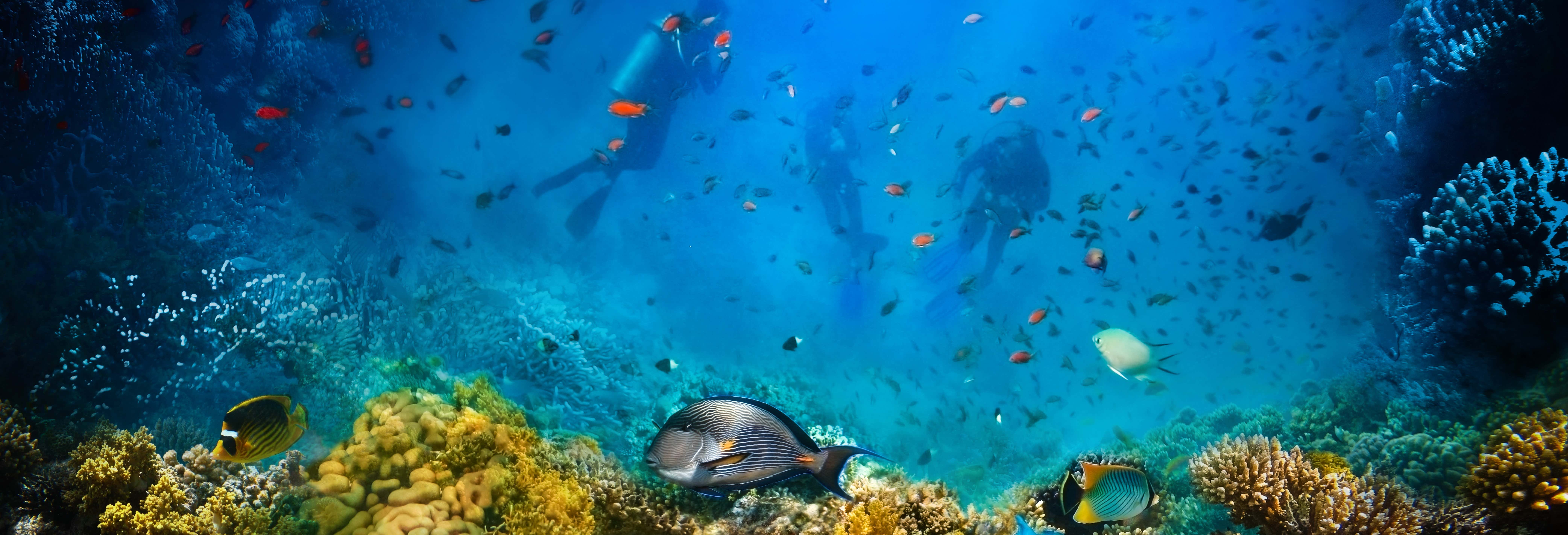 Buceo en Koh Tao