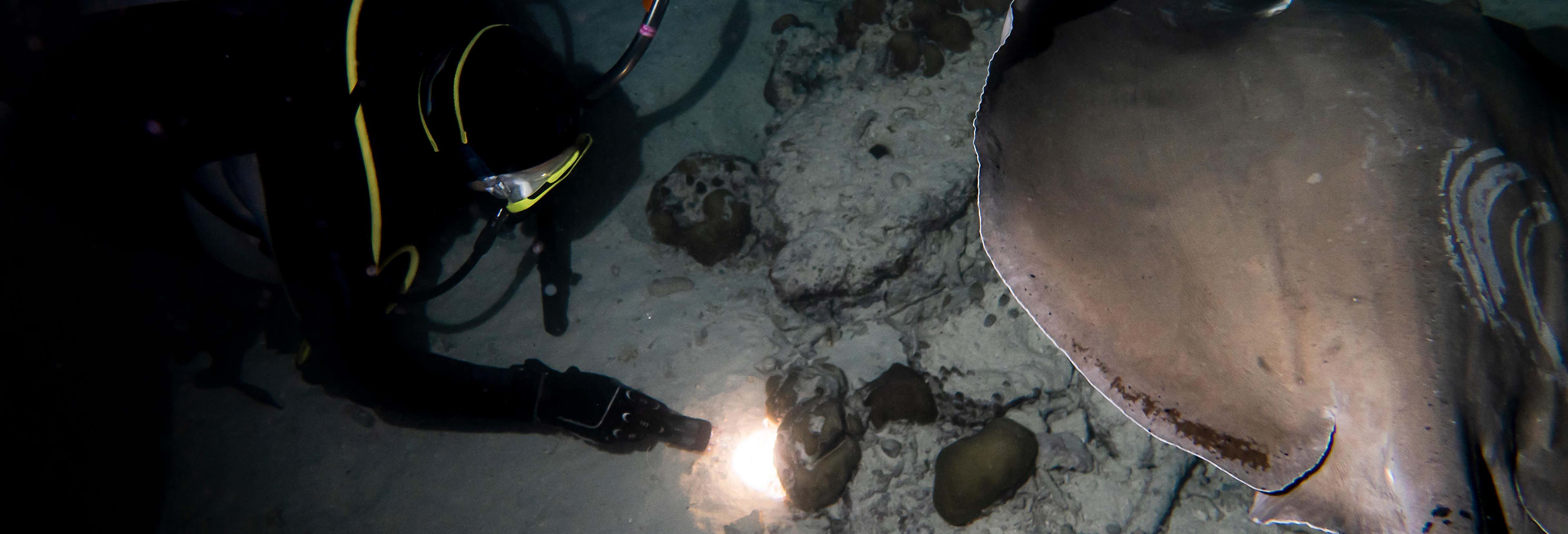 Buceo nocturno en Koh Tao
