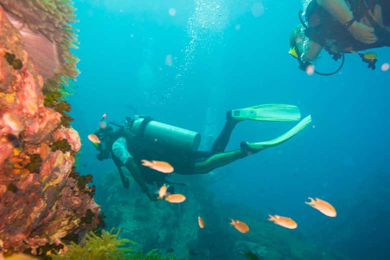 Koh Tao Scuba Diving Experience Book Online At Civitatis Com