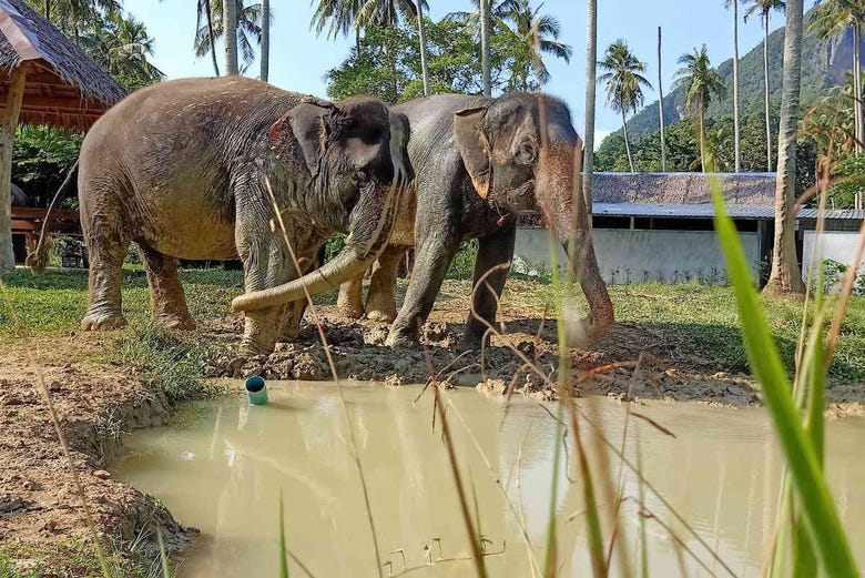 Elephants preparing to wash themsleves