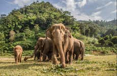 Visita al santuario degli elefanti