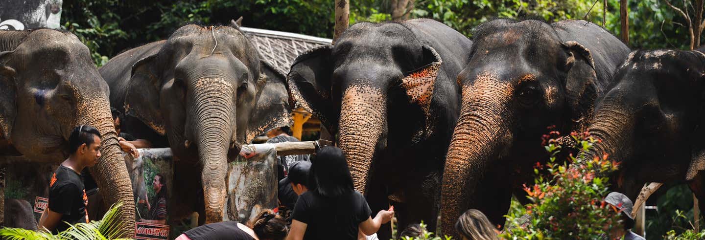 Excursión de 2 días al Elephant Jungle Sanctuary desde Phuket