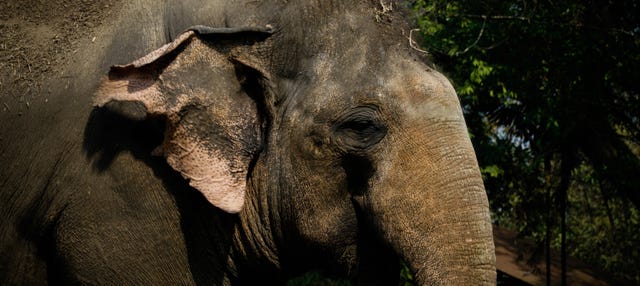 Excursão ao Jungle Elephant Sanctuary