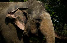 Excursión al Jungle Elephant Sanctuary