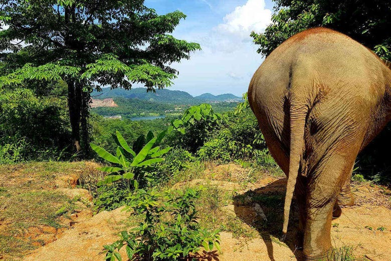 Jungle Elephant Sanctuary