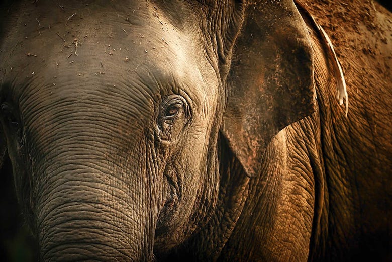 Mirada del elefante tailandés 