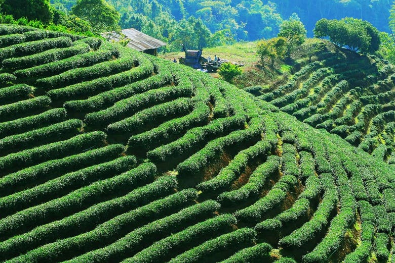 Una delle piantagioni di tè