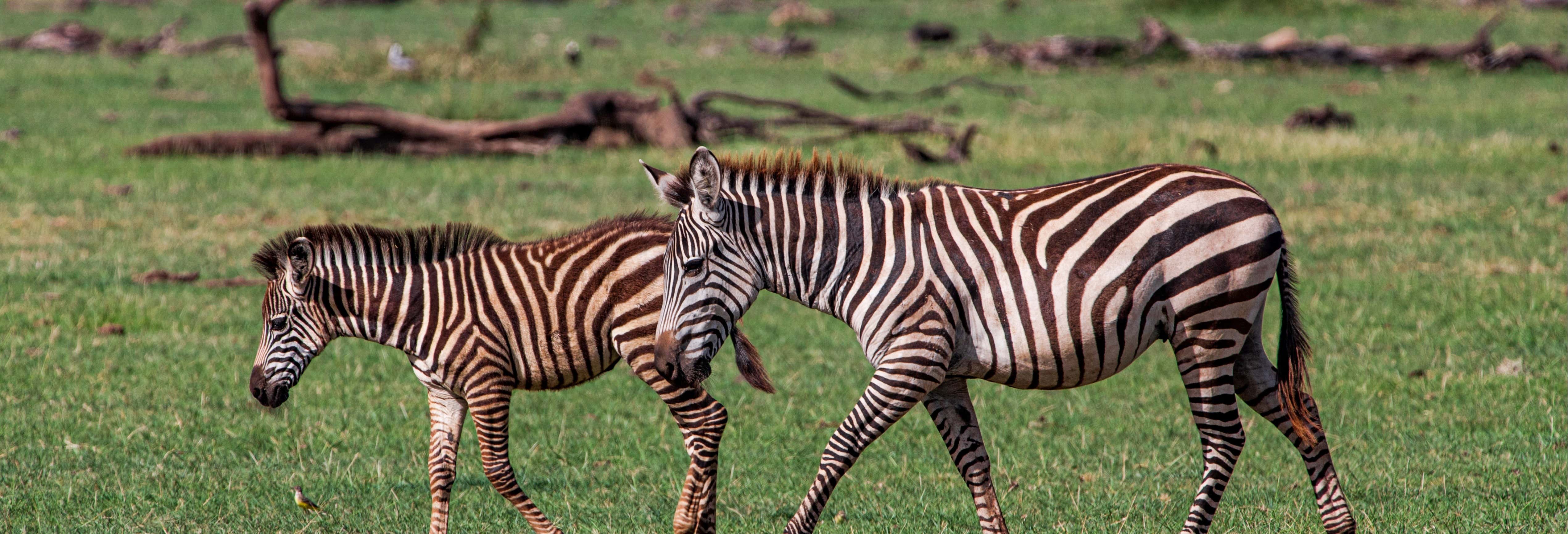 Safari de 8 días por el norte de Tanzania