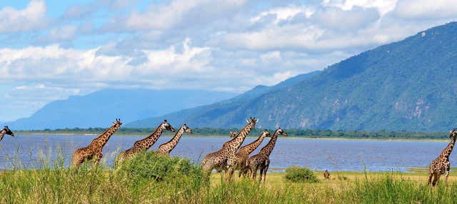 Lake Manyara National Park Day Trip