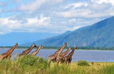 Lake Manyara National Park Day Trip