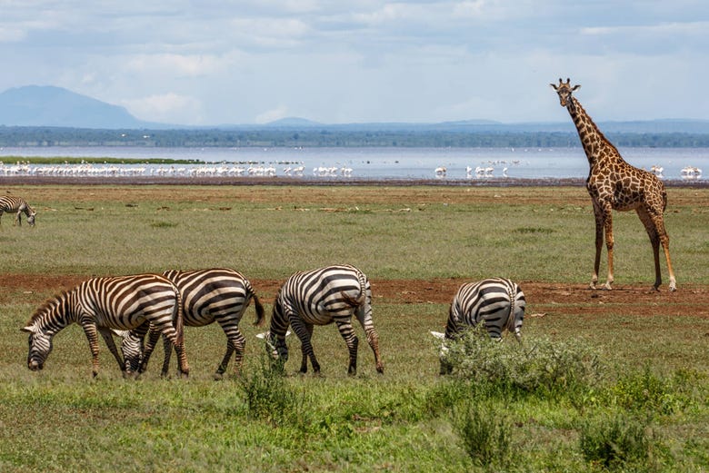 Cebras y jirafas junto a los flamencos del lago Manyara