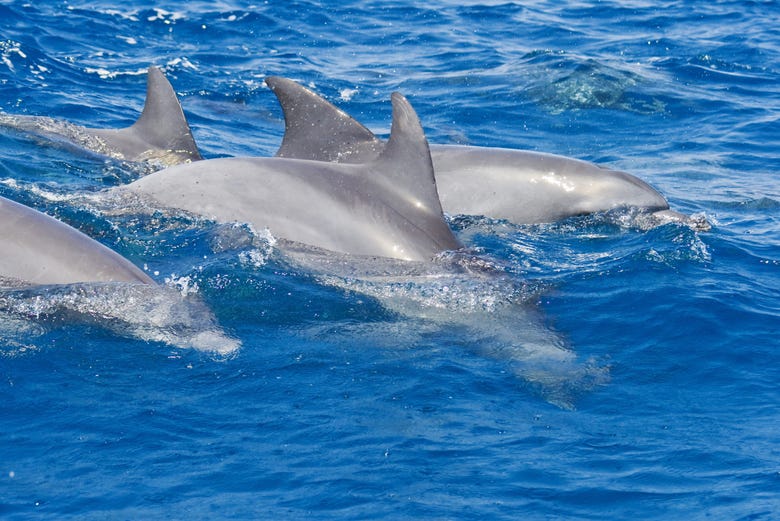 Delfines nadando en Zanzíbar
