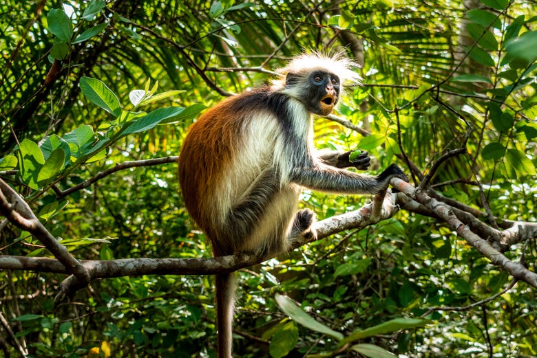 Viendo los famosos monos del bosque de Jozani