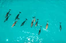 Nadar com golfinhos em Zanzibar