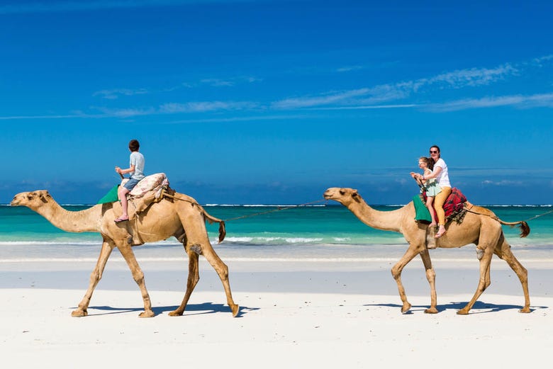 Camels at Djerba lagoon in Tunisia